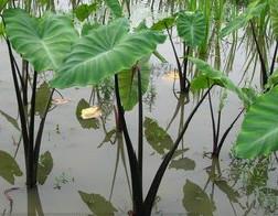 供应大庆慈姑种植15933731160，厂家种植荷花，睡莲种植，芦苇种植，香蒲种植，黄菖蒲种植，水葱等水生植物种植