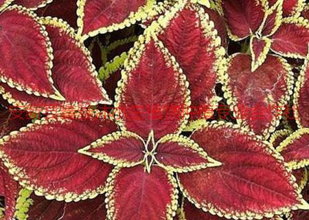 供應西吉草花，草花苗，草花種植有限公司