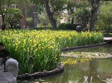 供应建昌鸢尾花，鸢尾花价格，鸢尾花销售，鸢尾花种植基地