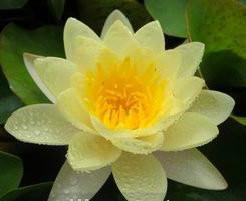 供應(yīng)睡蓮種植商，鹽城睡蓮批發(fā)商，睡蓮銷售