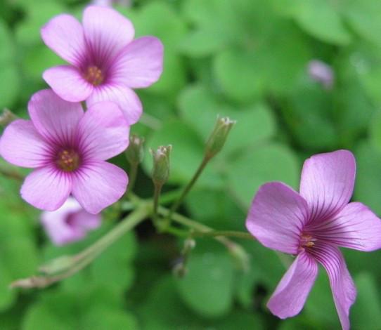 供应草花长春种植15933731160，草花销售批发公司