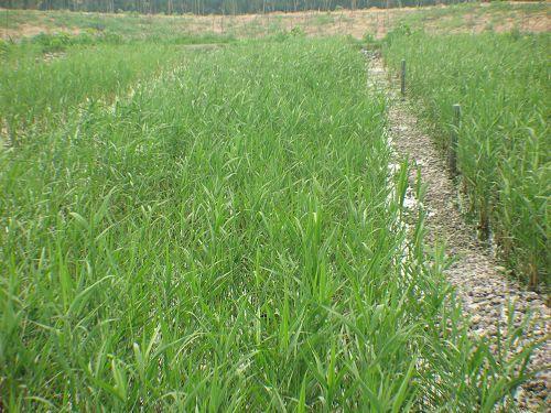 供應(yīng)阜新種植蘆葦，蘆葦種苗基地，蘆葦種植方法，蘆葦銷售批發(fā)種植價格