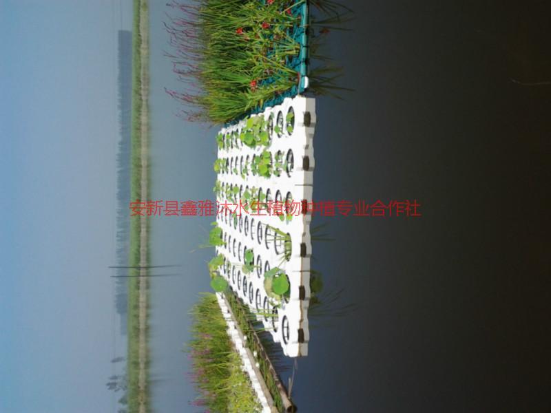 供應(yīng)鎮(zhèn)江浮島種植，浮島制作，浮島管理
