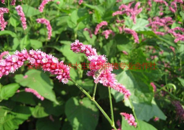 供應(yīng)美人蕉，大同美人蕉種植，美人蕉銷售