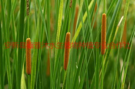 供應(yīng)建平香蒲，香蒲價(jià)格，香蒲銷售，香蒲種植公司