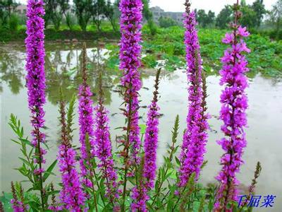 昆明水生植物種植價(jià)格 荷花苗 睡蓮種苗 香蒲種植價(jià)格 蘆葦種植技術(shù) 沉水植物種植 馬來眼子菜價(jià)格