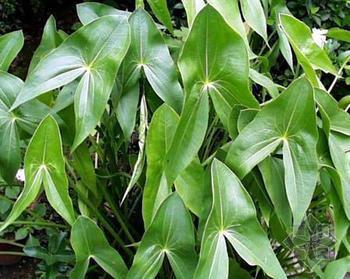 供應(yīng)武威慈姑，慈姑苗，慈菇種植有限公司