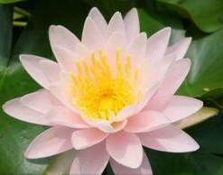 供應(yīng)漯河睡蓮，睡蓮價(jià)格，睡蓮種植公司