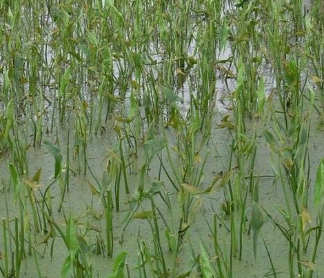 供應平頂山慈姑，慈姑價格，慈菇種植公司