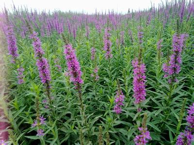 供應玉臺千屈菜，千屈菜苗，千屈菜種植有限公司