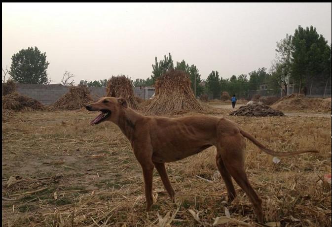 格力犬价格图片