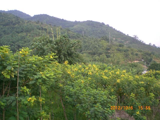 供应哪里的黄花槐最好福建大森林最大苗木基地特价批发