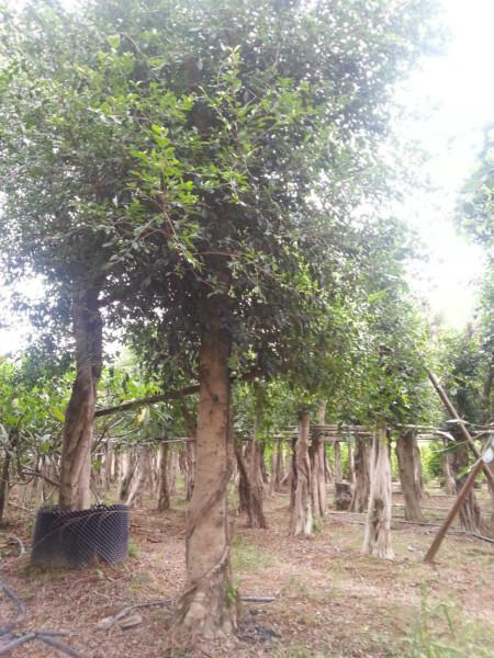 供應(yīng)小葉榕價格10公分小葉榕價格
