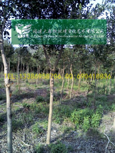 供應4公分漳州紅皮榕福建紅皮榕地苗5-6-7-8-9-10-12