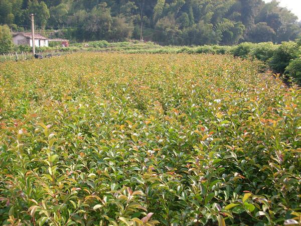 紅皮榕苗20萬棵圖片