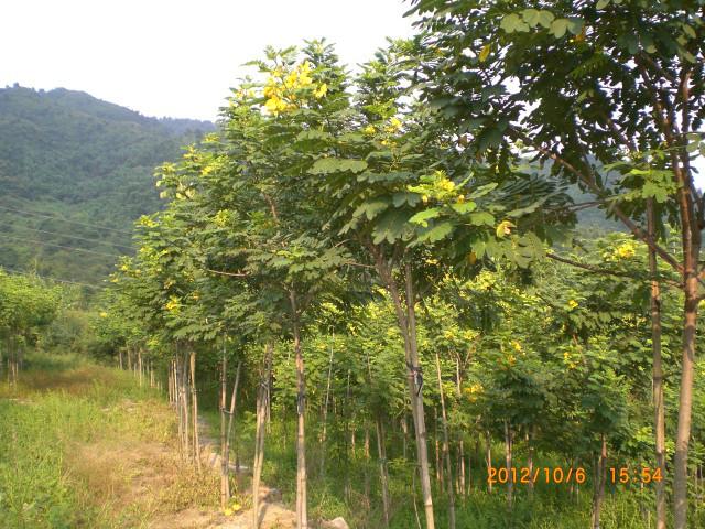 漳州黄花槐2公分批发图片