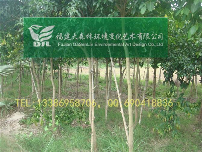 3公分紅皮榕漳州紅榕地苗圖片