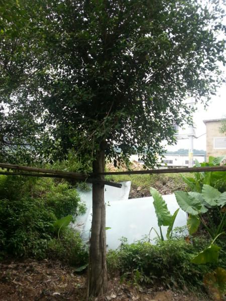 供應(yīng)*小葉榕報(bào)價(jià)批發(fā)價(jià)