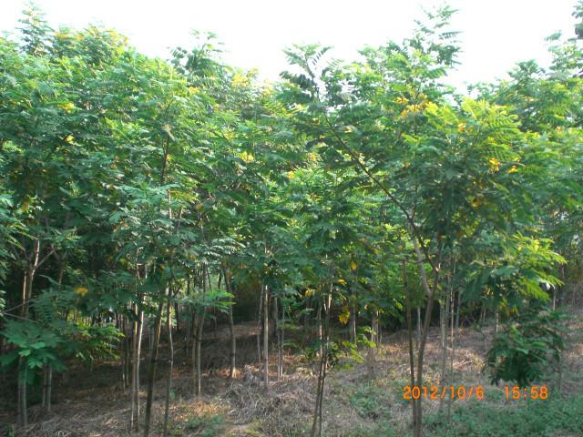 供應(yīng)黃花槐地苗袋苗高速公路*苗（福建大森林園藝）