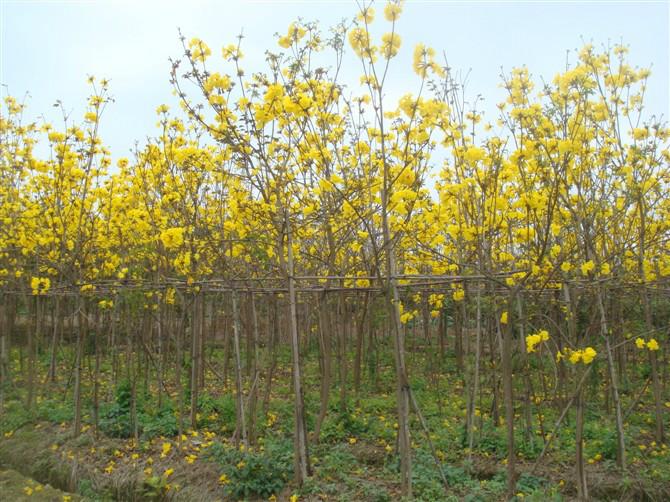 特價出售5至9公分黃花風鈴木圖片