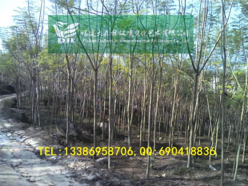 供應(yīng)4公分藍(lán)花楹地苗漳州藍(lán)花楹