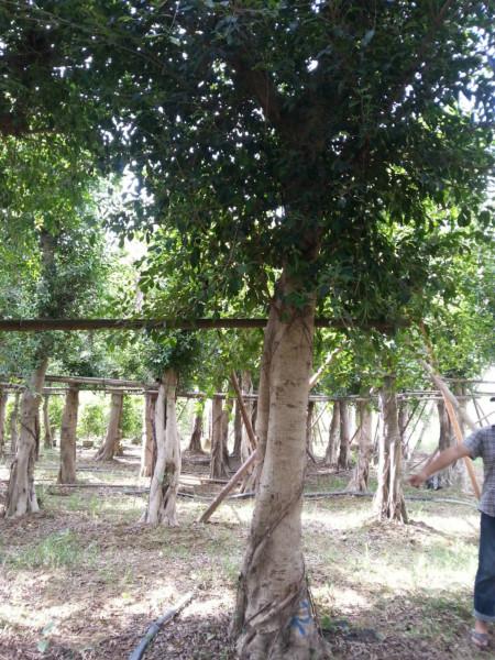 供應(yīng)紅河小葉榕基地2014年全冠榕樹15分*貨公路綠化苗