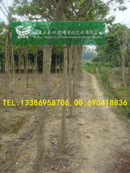 售漳州3公分黃花槐地苗4000棵圖片