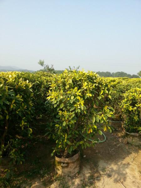 黃金榕球各種規(guī)格苗袋裝苗30以上圖片/黃金榕球各種規(guī)格苗袋裝苗30以上樣板圖 (4)