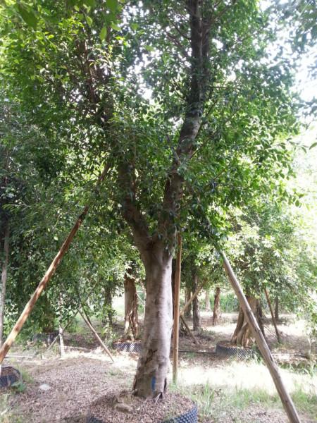 供應(yīng)紅河小葉榕基地2014年全冠榕樹15分*貨公路綠化苗