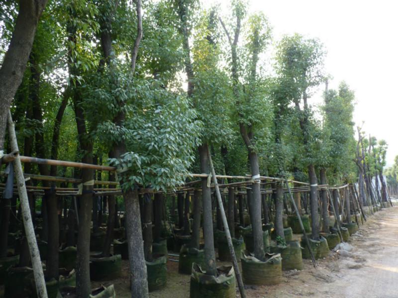 供應(yīng)安順8分10分12分香樟基地15分18分20分25分30分