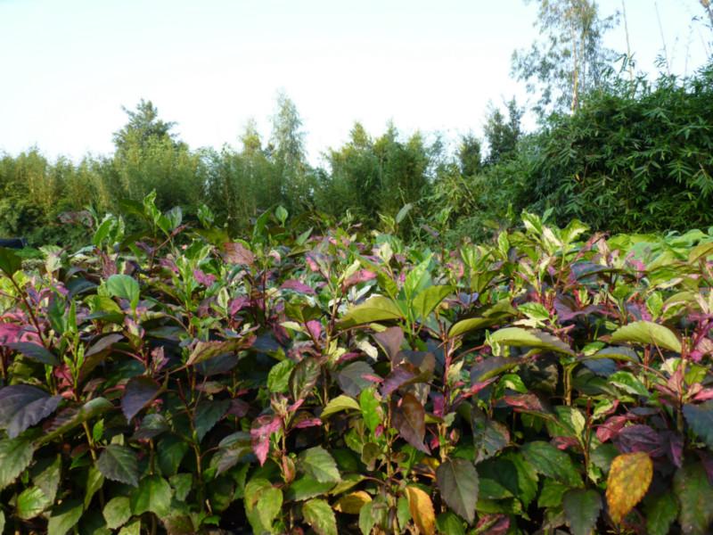 供應(yīng)大中小袋裝彩葉扶桑地被苗各種規(guī)格苗灌木苗扶桑