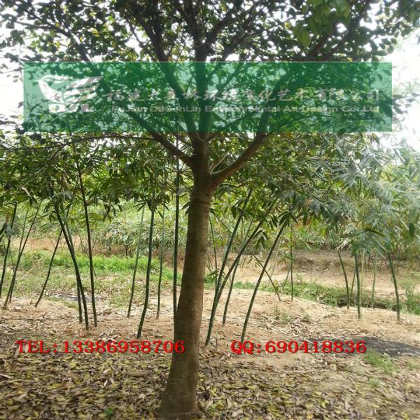 福建紅皮榕漳州紅榕低價紅皮榕2圖片