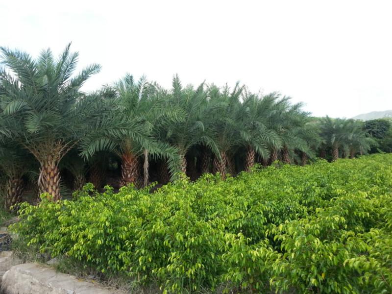 2米至3米高垂葉榕柱袋裝苗圖片