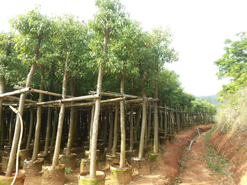 8分10分12分15分20分香樟苗袋圖片/8分10分12分15分20分香樟苗袋樣板圖 (3)