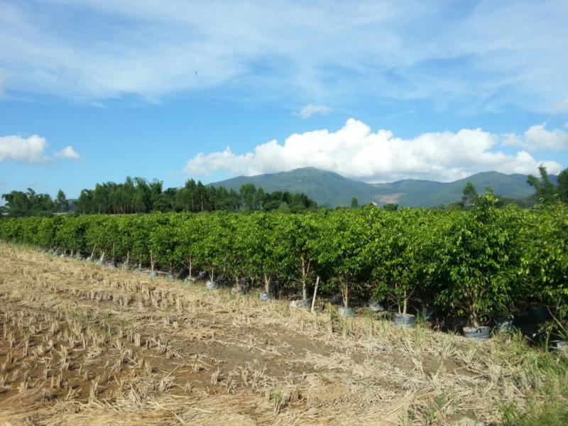 2米至3米高垂葉榕柱袋裝苗圖片/2米至3米高垂葉榕柱袋裝苗樣板圖 (2)