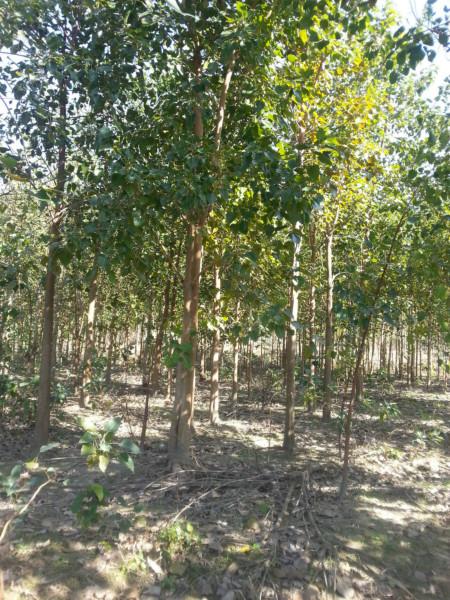 供應(yīng)出售5分6分8分10分至25分菩提榕