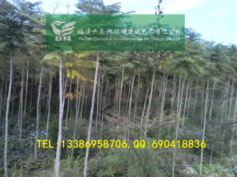 云南開(kāi)遠(yuǎn)藍(lán)花楹地苗8分10分12分圖片/云南開(kāi)遠(yuǎn)藍(lán)花楹地苗8分10分12分樣板圖 (3)