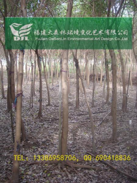 7公分漳州紅皮榕福建紅榕地苗圖片