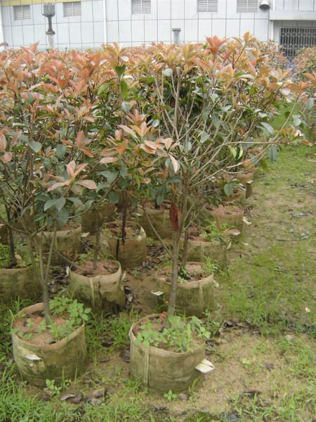 供應(yīng)紅葉石楠柱型各種規(guī)格公路*苗綠化苗石楠