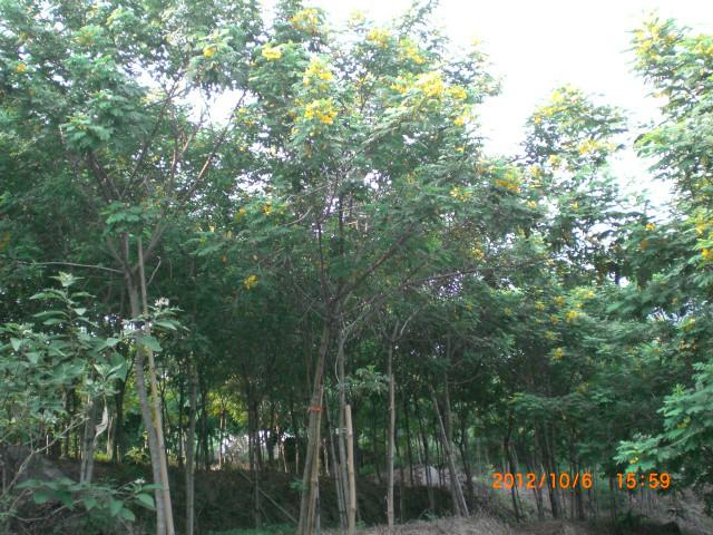 供應(yīng)黃花槐地苗袋苗高速公路*苗（福建大森林園藝）