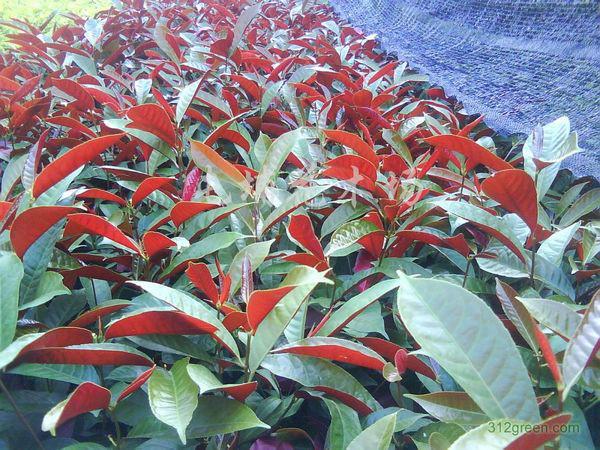 福建紅背桂圖片供應(yīng)漳州紅背桂