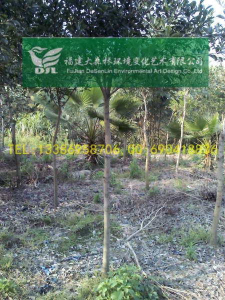 4公分漳州紅皮榕福建紅皮榕地苗圖片