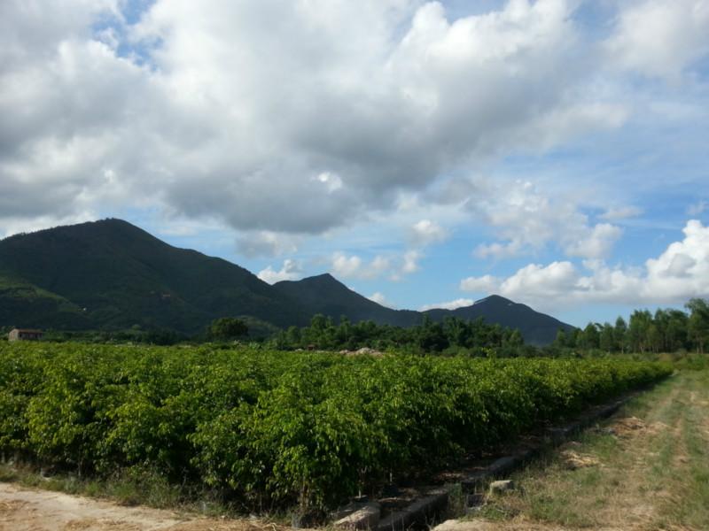 2米至3米高垂葉榕柱袋裝苗圖片/2米至3米高垂葉榕柱袋裝苗樣板圖 (4)