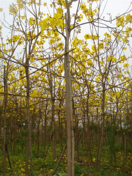 供應(yīng)*3公分黃花風(fēng)鈴木地苗漳州特色苗木批發(fā)專業(yè)供應(yīng)商