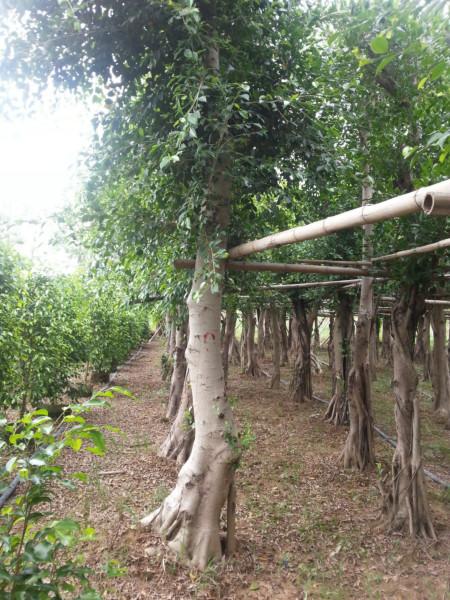 供應(yīng)小葉榕價格10公分小葉榕價格