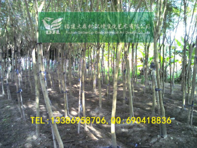 4公分藍花楹地苗漳州藍花楹圖片