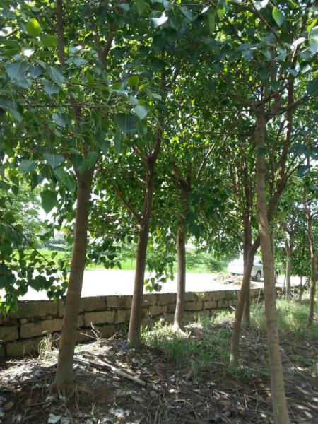 供應(yīng)出售5分6分8分10分至25分菩提榕