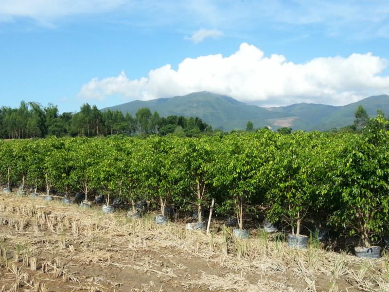 2米至3米高垂葉榕柱袋裝苗圖片/2米至3米高垂葉榕柱袋裝苗樣板圖 (3)