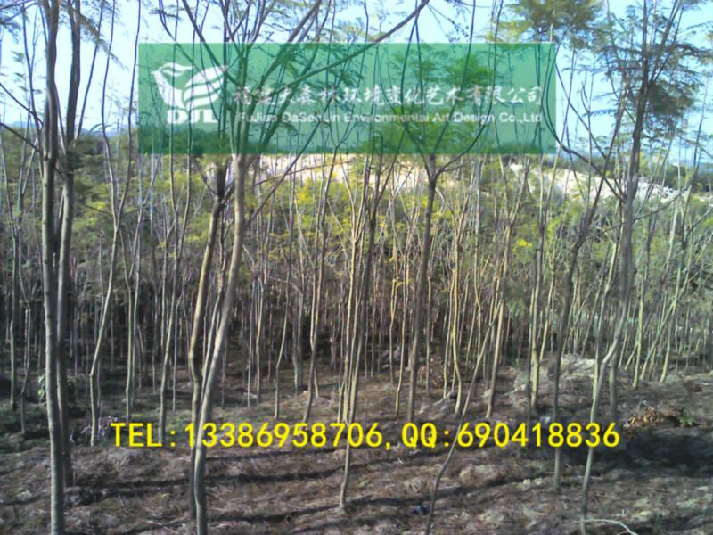 10公分圖片/10公分樣板圖 (4)