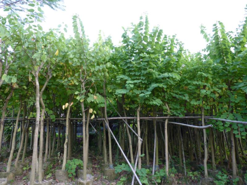 4分5分6分7分8分紅花紫荊圖片/4分5分6分7分8分紅花紫荊樣板圖 (4)